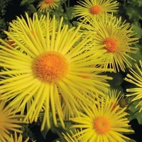 Graines de fleurs DORONIC DU CAUCASE FINESSE (Doronicum caucasicum (orientale)) - Graineterie A. DUCRETTET