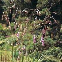 Graines de fleurs DIERAMA DIERAMA PULCHERRIMUM (Dierama sparaxis) - Graineterie A. DUCRETTET