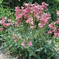 Graines de fleurs DIASCIA QUEEN (Diascia barbarea) - Graineterie A. DUCRETTET