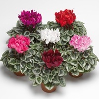 Graines de fleurs CYCLAMEN SILVERADO (Cyclamen persicum) - Graineterie A. DUCRETTET