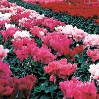 Graines de fleurs CYCLAMEN SIERRA SYNCHRO F1 (Cyclamen persicum) - Graineterie A. DUCRETTET