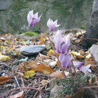 Graines de fleurs CYCLAMEN VIVACE NEAPOLITANUM (Cyclamen hederifolium) - Graineterie A. DUCRETTET