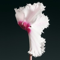 Graines de fleurs CYCLAMEN FRILLER F1 (Cyclamen persicum) - Graineterie A. DUCRETTET