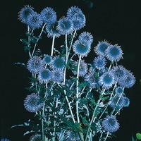 Graines de fleurs ECHINOPS SPHAEROCEPHALUS (Echinops sphaerocephalus) - Graineterie A. DUCRETTET