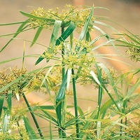 Graines de fleurs CYPERUS ALTERNIFOLIUS GRACILIS (Cyperus papyrus alternifolius) - Graineterie A. DUCRETTET
