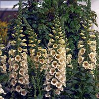 Graines de fleurs DIGITALE CAMELOT F1 (Digitalis purpurea) - Graineterie A. DUCRETTET