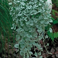 Graines de fleurs DICHONDRA SILVER FALLS (Dichondra argentea ou repens) - Graineterie A. DUCRETTET