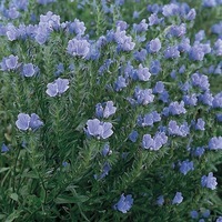  ECHIUM ECHIUM-BEDDER (Echium plantagineum)-bleu vif - Graineterie A. DUCRETTET