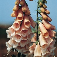 Graines de fleurs DIGITALE ABRICOT (Digitalis purpurea) - Graineterie A. DUCRETTET