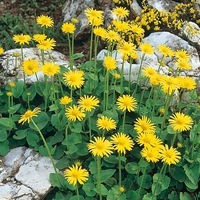 Graines de fleurs DORONIC DU CAUCASE MAGNIFICUM (Doronicum caucasicum (orientale)) - Graineterie A. DUCRETTET