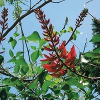 Graines de fleurs ERYTHRINE CRETE DE COQ (Erythrina crista-galli) - Graineterie A. DUCRETTET