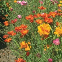 Graines de fleurs ESCHSCHOLZIA MISSION BELLS (Eschscholzia californica) - Graineterie A. DUCRETTET