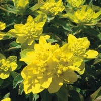 Graines de fleurs EUPHORBE ANNUELLE POLYCHROMA (Euphorbia polychroma) - Graineterie A. DUCRETTET