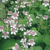 Graines de fleurs ERODIUM SWEET HEART (Erodium pelargoniflorum trifolium) - Graineterie A. DUCRETTET