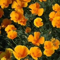 Graines de fleurs ESCHSCHOLZIA AURANTIACA (Eschscholzia californica) - Graineterie A. DUCRETTET