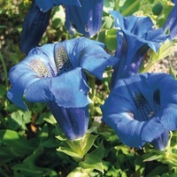 Graines de fleurs GENTIANE ACAULIS DES ALPES (Gentiana acaulis (ou kochiana)) - Graineterie A. DUCRETTET