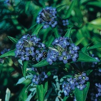Graines de fleurs GENTIANE CRUCIATA (Gentiana cruciata) - Graineterie A. DUCRETTET