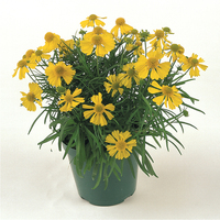  HELENIUM HELENIUM-DAKOTA GOLD (Helenium amarum)-jaune, graines enrobées - Graineterie A. DUCRETTET
