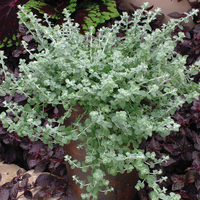 Graines de fleurs HELICHRYSUM SILVER MIST (Helychrisum microphyllum) - Graineterie A. DUCRETTET