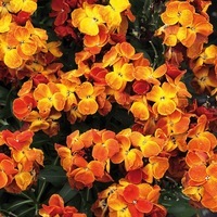 Graines de fleurs GIROFLEE RAVENELLE SUGAR RUSH F1 (Cheiranthus cheiri) - Graineterie A. DUCRETTET