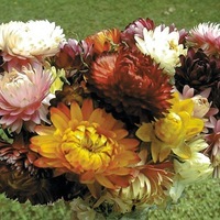 Graines de fleurs IMMORTELLE MONSTRUOSUM (Helychrysum monstruosum) - Graineterie A. DUCRETTET