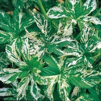  HOUBLON DU JAPON HOUBLON DU JAPON-PANACHE (Humulus japonicus variegatus)-vert - Graineterie A. DUCRETTET