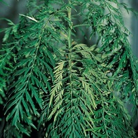 Graines de fleurs GREVILLEA GREVILLEA ROBUSTA (Grevillea robusta) - Graineterie A. DUCRETTET