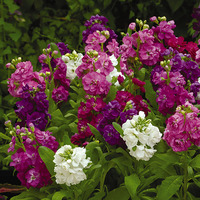 Graines de fleurs GIROFLEE HOT CAKES (Matthiola incana) - Graineterie A. DUCRETTET