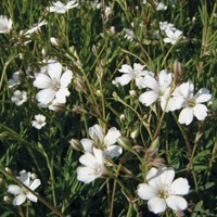 Graines de fleurs GYPSOPHILE REPENS (Gypsophila repens) - Graineterie A. DUCRETTET