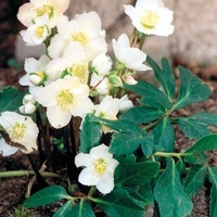  HELLEBORE ou Rose de Noël HELLEBORE ou Rose de Noël-NIGER (Helleborus niger)-blanc rosé - Graineterie A. DUCRETTET