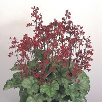 Graines de fleurs HEUCHERA RUBY BELLS (Heuchera sanguinea - brizoïdes) - Graineterie A. DUCRETTET