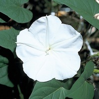  IPOMEE IPOMEE-FLEUR DE LUNE (Ipomoea noctiflora)-blanc pur - Graineterie A. DUCRETTET