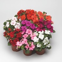 Graines de fleurs IMPATIENS ACCENT F1 (Impatiens walleriana) - Graineterie A. DUCRETTET