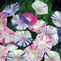 Graines de fleurs IPOMEE CARNAVAL DE VENISE (Ipomoea purpurea) - Graineterie A. DUCRETTET