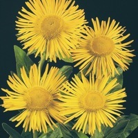 Graines de fleurs INULA ORIENTALIS (Inula orientalis (ou I. glandulosa)) - Graineterie A. DUCRETTET