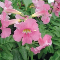 Graines de fleurs INCARVILLEA DELI (Incarvillea delavayi) - Graineterie A. DUCRETTET