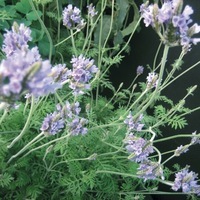Graines de fleurs vivaces - LAVANDE - Graineterie A. DUCRETTET