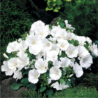  LAVATERE LAVATERE-BEAUTY (Lavatera trimestris)-Mont blanc (blanc pur) - Graineterie A. DUCRETTET