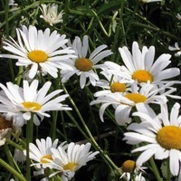 LEUCANTHEMUM ou chrysanthème ou marguerite LEUCANTHEMUM ou chrysanthème ou marguerite-REINE DE MAI (Chrysanthemum leucanthemum)-blanc - Graineterie A. DUCRETTET