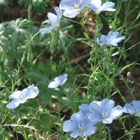 Graines de fleurs LIN VIVACE PERENE (Linum perenne) - Graineterie A. DUCRETTET