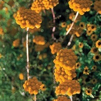 Graines de fleurs LONAS GOLDEN (Lonas annua (inodora)) - Graineterie A. DUCRETTET