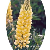  LUPIN LUPIN-de RUSSELL (Lupinus polyphyllus)-jaune (Le Chandelier) - Graineterie A. DUCRETTET