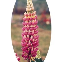  LUPIN LUPIN-de RUSSELL (Lupinus polyphyllus)-rose (La Châtelaine) - Graineterie A. DUCRETTET