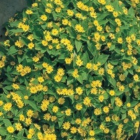  MELAMPODIUM MELAMPODIUM-SHOWSTAR (Melampodium paludosum)-jaune d'or - Graineterie A. DUCRETTET