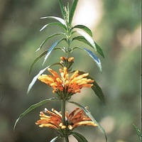 Graines de fleurs LEONOTIS ou OREILLE DE LION STAIRCASE (Leonotis leonorus) - Graineterie A. DUCRETTET