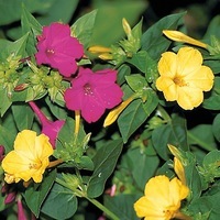 Graines de fleurs MIRABILIS (Belle de nuit) TEA TIME (Mirabilis jalapa) - Graineterie A. DUCRETTET