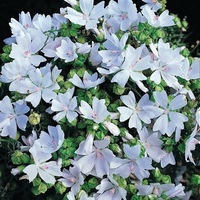 Graines de fleurs MAUVE SNOW WHITE (Malva moschata) - Graineterie A. DUCRETTET