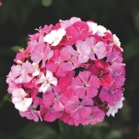 Graines de fleurs OEILLET ANNUEL A MASSIF AMAZON (Dianthus caryophyllus x barbatus) - Graineterie A. DUCRETTET