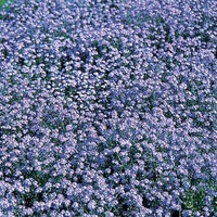 Graines de fleurs MYOSOTIS PALUSTRIS MYOSOTIS PALUSTRIS (Myosotis scorpioides) - Graineterie A. DUCRETTET