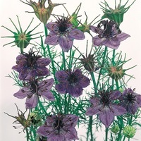 Graines de fleurs NIGELLE EXOTIC (Nigella hispanica) - Graineterie A. DUCRETTET